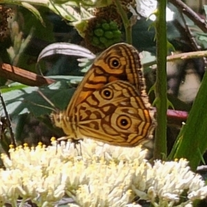 Geitoneura acantha at QPRC LGA - 15 Dec 2023