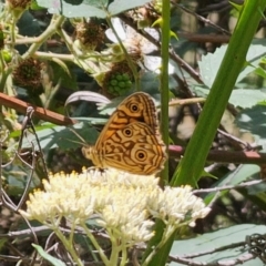 Geitoneura acantha at QPRC LGA - 15 Dec 2023