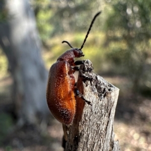 Lagriini sp. (tribe) at Mount Ainslie - 14 Dec 2023