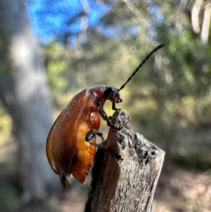 Lagriini sp. (tribe) at Mount Ainslie - 14 Dec 2023