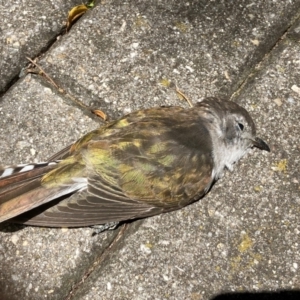 Chrysococcyx lucidus at Campbell, ACT - 15 Dec 2023