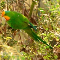 Polytelis swainsonii (Superb Parrot) at Belconnen, ACT - 14 Dec 2023 by Thurstan
