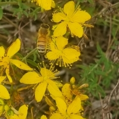 Apis mellifera (European honey bee) at Crace Grassland (CR_2) - 6 Dec 2023 by MiaThurgate