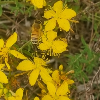 Apis mellifera (European honey bee) at Crace Grassland (CR_2) - 6 Dec 2023 by MiaThurgate