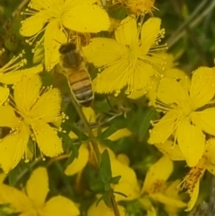 Apis mellifera at Crace Grassland (CR_2) - 7 Dec 2023