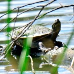 Emydura macquarii (Macquarie Turtle) at Lake Ginninderra - 15 Dec 2023 by Thurstan