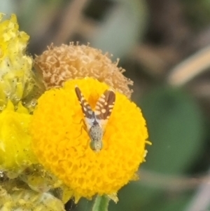 Spathulina acroleuca at Crace Grassland (CR_2) - 7 Dec 2023 09:00 AM