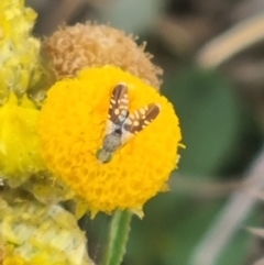 Spathulina acroleuca at Crace Grassland (CR_2) - 7 Dec 2023 09:00 AM