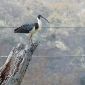 Threskiornis spinicollis at Symonston, ACT - 14 Dec 2023