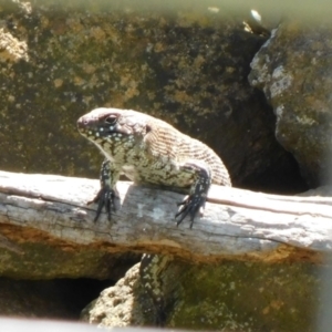 Egernia cunninghami at Symonston, ACT - 15 Dec 2023