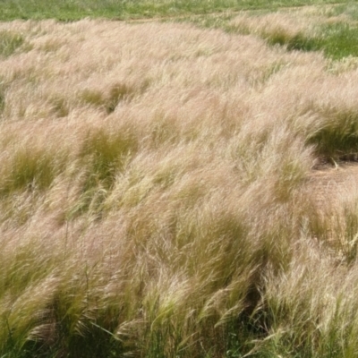Austrostipa scabra (Corkscrew Grass, Slender Speargrass) at Symonston, ACT - 29 Oct 2021 by CallumBraeRuralProperty