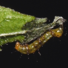 Agarista agricola (Joseph's Coat Moth) at Sheldon, QLD - 11 Dec 2023 by PJH123