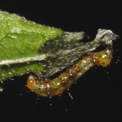 Agarista agricola (Joseph's Coat Moth) at Sheldon, QLD - 11 Dec 2023 by PJH123