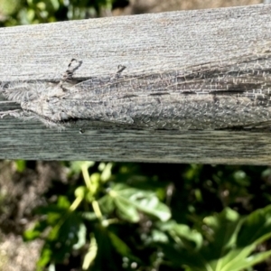 Myrmeleontidae (family) at GG182 - 15 Dec 2023 10:16 AM