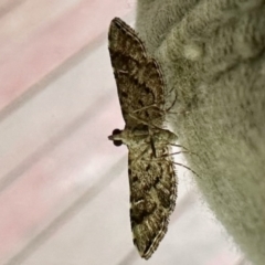 Nacoleia rhoeoalis (A Crambid moth (Spilomelinae) at GG182 - 15 Dec 2023 by KMcCue