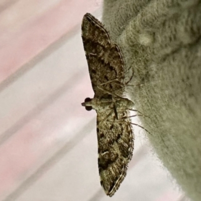 Nacoleia rhoeoalis (A Crambid moth (Spilomelinae) at GG182 - 15 Dec 2023 by KMcCue