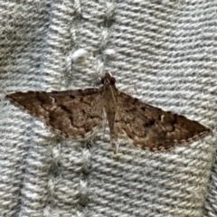 Nacoleia rhoeoalis at GG182 - 15 Dec 2023