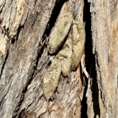 Chelepteryx collesi (White-stemmed Gum Moth) at Aranda, ACT - 14 Dec 2023 by KMcCue