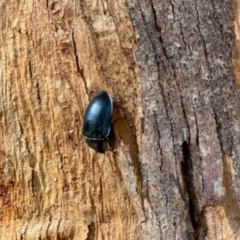 Chalcopteroides sp. (genus) at Aranda, ACT - 14 Dec 2023 by KMcCue