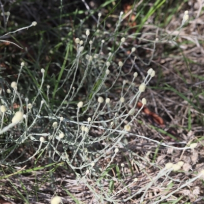 Calocephalus citreus (Lemon Beauty Heads) at Lyons, ACT - 14 Dec 2023 by ran452