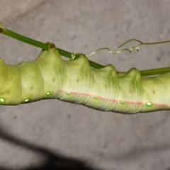 Gnathothlibus eras (Aussie White-brow Hawk Moth) at Sheldon, QLD - 11 Dec 2023 by PJH123