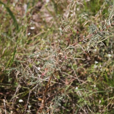 Epilobium sp. (A Willow Herb) at Lyons, ACT - 14 Dec 2023 by ran452