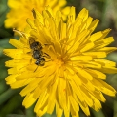 Lasioglossum (Chilalictus) sp. (genus & subgenus) (Halictid bee) at Jarramlee-West MacGregor Grasslands - 14 Dec 2023 by emmelinenorris