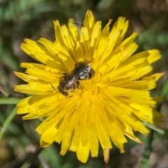 Lasioglossum (Chilalictus) sp. (genus & subgenus) at Jarramlee North (JRN) - 15 Dec 2023 09:27 AM