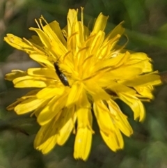 Dasytinae (subfamily) (Soft-winged flower beetle) at Jarramlee-West MacGregor Grasslands - 14 Dec 2023 by emmelinenorris