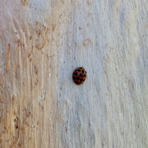 Harmonia conformis at Aranda, ACT - 15 Dec 2023