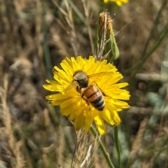 Apis mellifera (European honey bee) at Jarramlee-West MacGregor Grasslands - 14 Dec 2023 by emmelinenorris