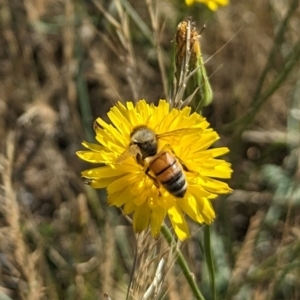 Apis mellifera at Jarramlee North (JRN) - 15 Dec 2023