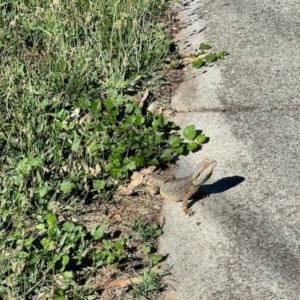 Pogona barbata at Aranda, ACT - suppressed