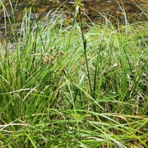 Scirpus polystachyus at Namadgi National Park - 15 Dec 2023