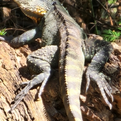 Intellagama lesueurii howittii (Gippsland Water Dragon) at Cotter River, ACT - 14 Dec 2023 by Steve818