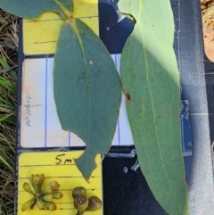 Eucalyptus dives (Broad-leaved Peppermint) at Namadgi National Park - 15 Dec 2023 by Steve818