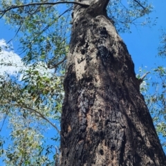 Eucalyptus dives at Namadgi National Park - 15 Dec 2023 12:35 PM