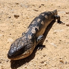 Tiliqua nigrolutea (Blotched Blue-tongue) at Namadgi National Park - 15 Dec 2023 by Steve818