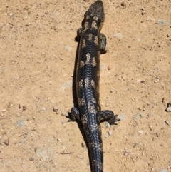 Tiliqua nigrolutea at Namadgi National Park - 15 Dec 2023 12:21 PM