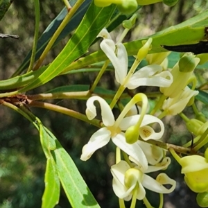 Lomatia myricoides at Namadgi National Park - 15 Dec 2023