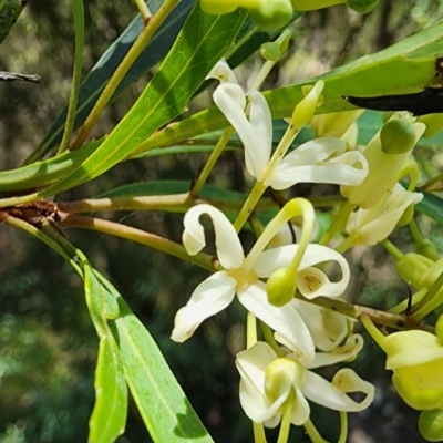 Lomatia myricoides (River Lomatia) at Cotter River, ACT - 15 Dec 2023 by Steve818