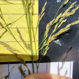 Poa helmsii at Namadgi National Park - 15 Dec 2023