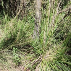 Poa helmsii at Namadgi National Park - 15 Dec 2023