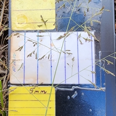 Eragrostis curvula (African Lovegrass) at Namadgi National Park - 14 Dec 2023 by Steve818