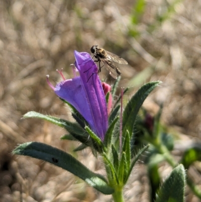 Chrysopilus sp. (genus) (A snipe fly) at Jarramlee-West MacGregor Grasslands - 14 Dec 2023 by emmelinenorris