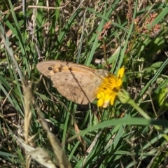 Heteronympha merope (Common Brown Butterfly) at Jarramlee-West MacGregor Grasslands - 14 Dec 2023 by emmelinenorris