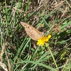 Heteronympha merope at Jarramlee North (JRN) - 15 Dec 2023 09:56 AM