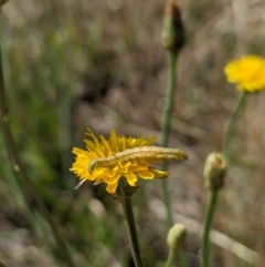 Lepidoptera unclassified IMMATURE moth at Jarramlee-West MacGregor Grasslands - 14 Dec 2023 by emmelinenorris