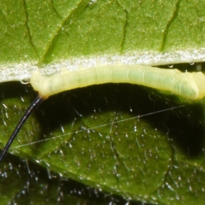 Gnathothlibus eras (Aussie White-brow Hawk Moth) at Sheldon, QLD - 12 Dec 2023 by PJH123