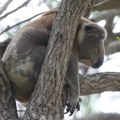 Phascolarctos cinereus (Koala) at Ormiston, QLD - 15 Dec 2023 by TimL